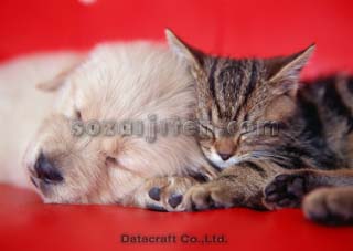 �S�[���f�����g���[�o�[�ƃA�����J���V���[�g�w�A