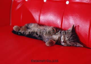 �A�����J���V���[�g�w�A