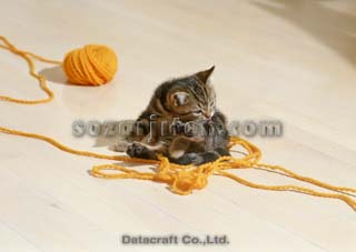 �A�����J���V���[�g�w�A