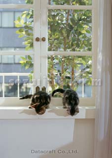 �A�����J���V���[�g�w�A
