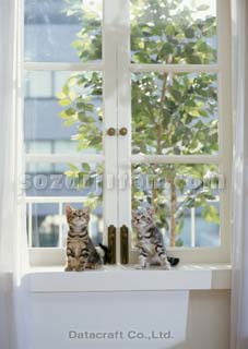 �A�����J���V���[�g�w�A