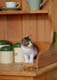日本猫