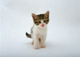 日本猫