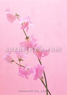 �X�C�[�g�s�[