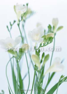 �t���[�W�A