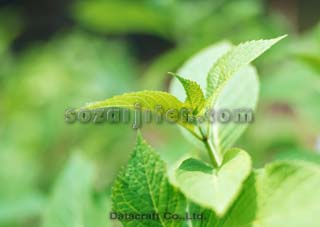 �t