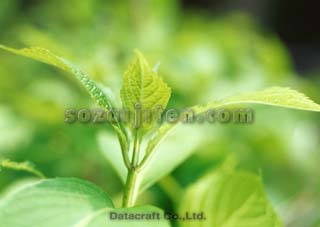 �t