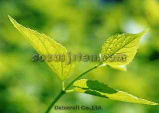 �t