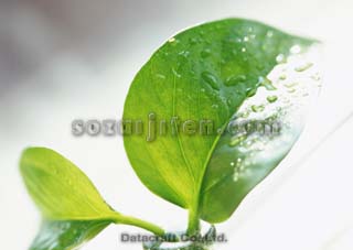 �t