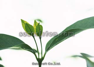 �t