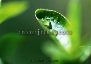 �t