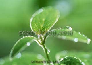�t