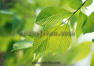 �t