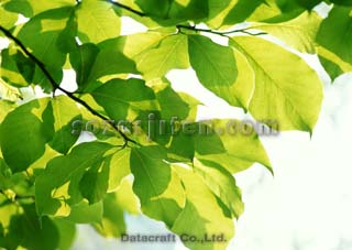 �t