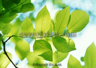 �t