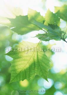 �t