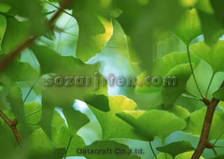 �C�`���E