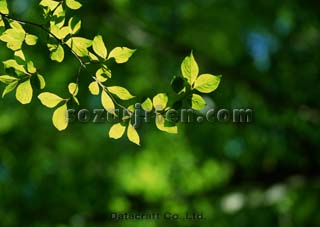 �t