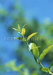 �t