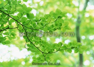 �t
