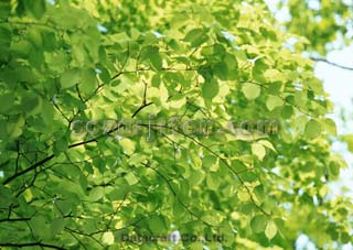 �t