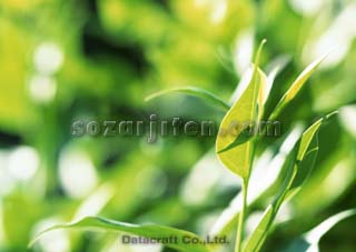 �t