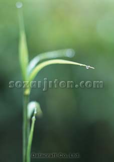 �t