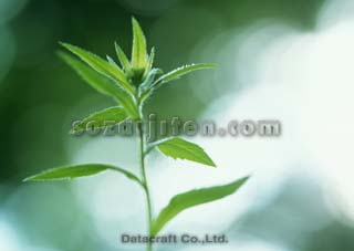 �t