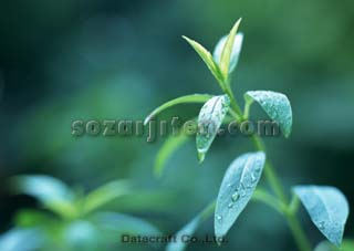 �t