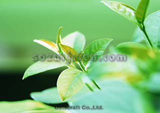 �t