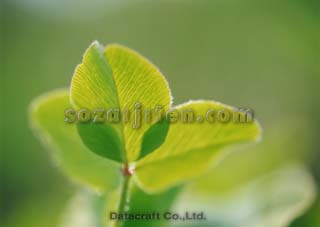 �V���c���N�T