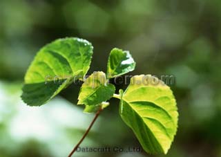 �t