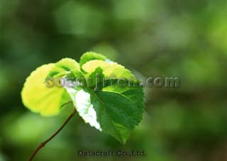 �t
