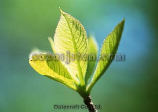 �t