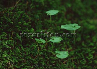 �t