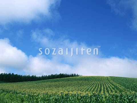 �g�E�����R�V��