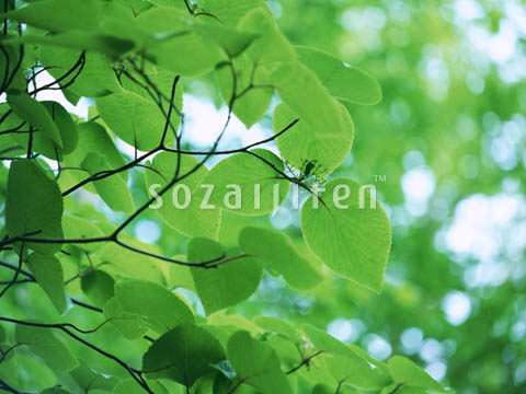 �t