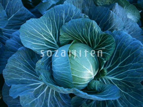 �L���x�c
