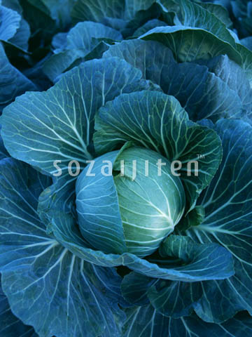 �L���x�c