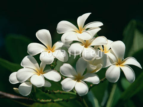 �v�������A