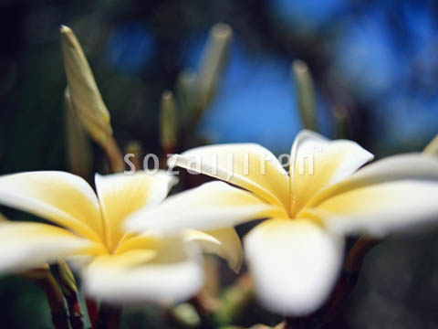 �v�������A