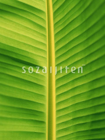 �t
