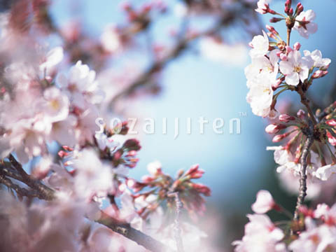 �T�N��