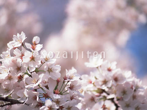 �T�N��
