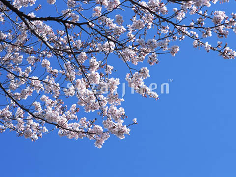 �T�N��
