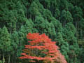 紅葉と森林