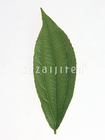 �t
