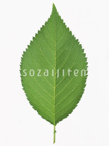 �T�N��