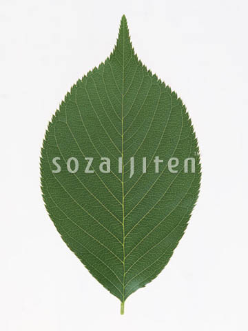 �T�N��