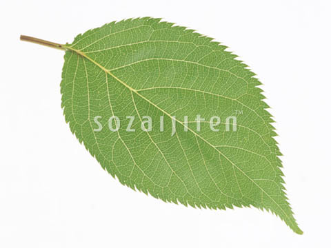�T�N��